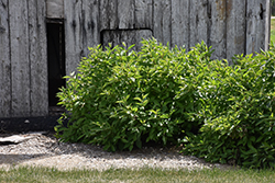 Little Rebel Dogwood (Cornus alba 'Jefreb') at Tree Top Nursery & Landscaping