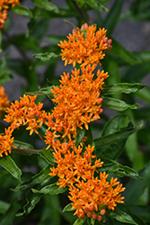 Butterfly Weed (Asclepias tuberosa) at Tree Top Nursery & Landscaping