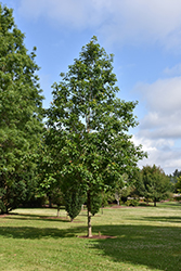 American Dream Oak (Quercus bicolor 'JFS-KW12') at Tree Top Nursery & Landscaping