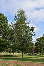 Cobblestone Bur Oak (Quercus macrocarpa 'JFS-KW14') at Tree Top Nursery & Landscaping