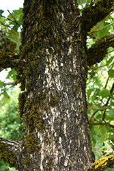 Cobblestone Bur Oak (Quercus macrocarpa 'JFS-KW14') at Tree Top Nursery & Landscaping