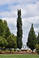 Mountain Sentinel Aspen (Populus tremuloides 'JFS-Column') at Tree Top Nursery & Landscaping