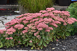 Autumn Fire Stonecrop (Sedum spectabile 'Autumn Fire') at Tree Top Nursery & Landscaping