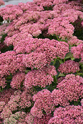 Autumn Fire Stonecrop (Sedum spectabile 'Autumn Fire') at Tree Top Nursery & Landscaping