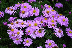 Woods Pink Aster (Symphyotrichum 'Woods Pink') at Tree Top Nursery & Landscaping