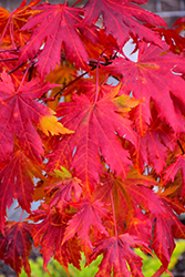 Korean Maple (Acer pseudosieboldianum) at Tree Top Nursery & Landscaping