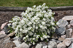 Lotus Moon Pearlbush (Exochorda x macrantha 'Bailmoon') at Tree Top Nursery & Landscaping