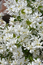 Lotus Moon Pearlbush (Exochorda x macrantha 'Bailmoon') at Tree Top Nursery & Landscaping