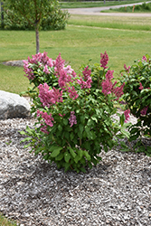 Pinktini Lilac (Syringa x prestoniae 'Jeftin') at Tree Top Nursery & Landscaping