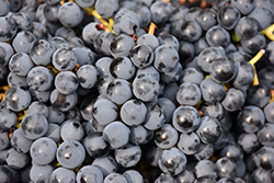 Bluebell Grape (Vitis 'Bluebell') at Tree Top Nursery & Landscaping