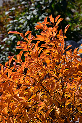 Lotus Moon Pearlbush (Exochorda x macrantha 'Bailmoon') at Tree Top Nursery & Landscaping