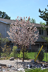 Courageous Flowering Crab (Malus 'DurLawrence') at Tree Top Nursery & Landscaping