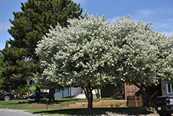 Dolgo Apple (Malus 'Dolgo') at Tree Top Nursery & Landscaping