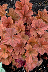 Northern Exposure Amber Coral Bells (Heuchera 'TNHEUNEA') at Tree Top Nursery & Landscaping