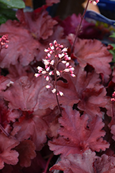 Forever Red Coral Bells (Heuchera 'Forever Red') at Tree Top Nursery & Landscaping