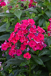 Red Flame Garden Phlox (Phlox paniculata 'Red Flame') at Tree Top Nursery & Landscaping