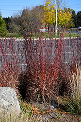 Red October Bluestem (Andropogon gerardii 'Red October') at Tree Top Nursery & Landscaping