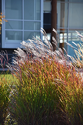 Flame Grass (Miscanthus sinensis 'Purpurascens') at Tree Top Nursery & Landscaping