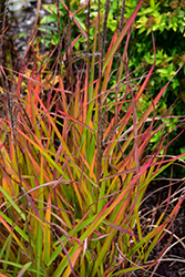 Flame Grass (Miscanthus sinensis 'Purpurascens') at Tree Top Nursery & Landscaping