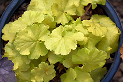 Northern Exposure Lime Coral Bells (Heuchera 'TNHEUNEL') at Tree Top Nursery & Landscaping