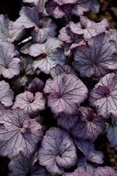 Northern Exposure Silver Coral Bells (Heuchera 'TNHEUNES') at Tree Top Nursery & Landscaping