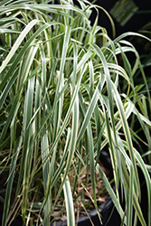 Hello Spring! Reed Grass (Calamagrostis x acutiflora 'Hello Spring!') at Tree Top Nursery & Landscaping