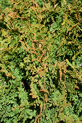 Zmatlik Arborvitae (Thuja occidentalis 'Zmatlik') at Tree Top Nursery & Landscaping