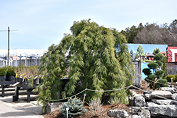 Weeping White Pine (Pinus strobus 'Pendula') at Tree Top Nursery & Landscaping