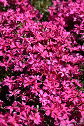 Scarlet Flame Moss Phlox (Phlox subulata 'Scarlet Flame') at Tree Top Nursery & Landscaping