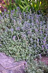 Early Bird Catmint (Nepeta 'Early Bird') at Tree Top Nursery & Landscaping