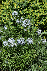 Butterscotch Blue Star (Amsonia hubrichtii 'Butterscotch') at Tree Top Nursery & Landscaping