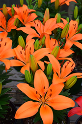 Matrix Orange Lily (Lilium 'Matrix Orange') at Tree Top Nursery & Landscaping