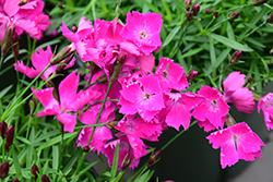 Beauties Kahori Pinks (Dianthus 'Kahori') at Tree Top Nursery & Landscaping