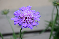 Butterfly Blue Pincushion Flower (Scabiosa 'Butterfly Blue') at Tree Top Nursery & Landscaping
