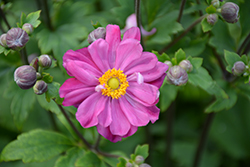 Curtain Call Deep Rose Anemone (Anemone 'Curtain Call Deep Rose') at Tree Top Nursery & Landscaping