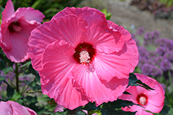 Airbrush Effect Hibiscus (Hibiscus 'Airbrush Effect') at Tree Top Nursery & Landscaping