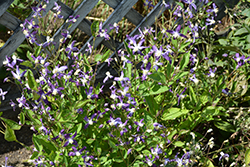 Violet Stardust Bush Clematis (Clematis 'Violet Stardust') at Tree Top Nursery & Landscaping