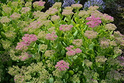 Neon Stonecrop (Sedum spectabile 'Neon') at Tree Top Nursery & Landscaping