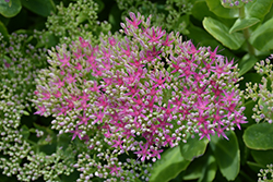 Neon Stonecrop (Sedum spectabile 'Neon') at Tree Top Nursery & Landscaping