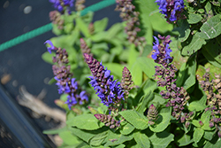Swifty Violet Blue Meadow Sage (Salvia nemorosa 'Swifty Violet Blue') at Tree Top Nursery & Landscaping
