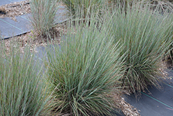 Jazz Little Bluestem (Schizachyrium scoparium 'Jazz') at Tree Top Nursery & Landscaping