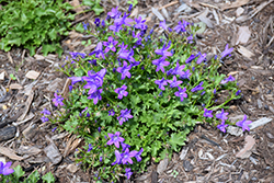 Clockwise Compact Deep Blue Dalmatian Bellflower (Campanula portenschlagiana 'Clockwise Compact Deep Blue') at Tree Top Nursery & Landscaping