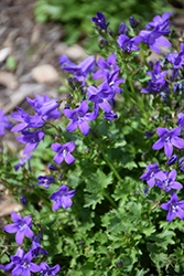 Clockwise Compact Deep Blue Dalmatian Bellflower (Campanula portenschlagiana 'Clockwise Compact Deep Blue') at Tree Top Nursery & Landscaping