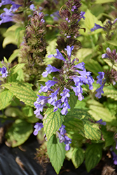 Prelude Blue Catmint (Nepeta subsessilis 'Balneplud') at Tree Top Nursery & Landscaping