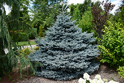 Montgomery Blue Spruce (Picea pungens 'Montgomery') at Tree Top Nursery & Landscaping