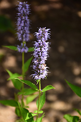 Blue Fortune Anise Hyssop (Agastache 'Blue Fortune') at Tree Top Nursery & Landscaping