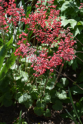 Firefly Coral Bells (Heuchera 'Firefly') at Tree Top Nursery & Landscaping