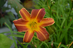 EveryDaylily Red Ribs Daylily (Hemerocallis 'VER00322') at Tree Top Nursery & Landscaping