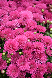 Cool Igloo Chrysanthemum (Chrysanthemum 'Cool Igloo') at Tree Top Nursery & Landscaping