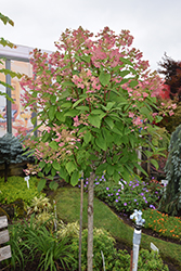 Quick Fire Hydrangea (tree form) (Hydrangea paniculata 'Bulk') at Tree Top Nursery & Landscaping